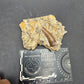 Crocodylomorph Tooth In Matrix-Texas
