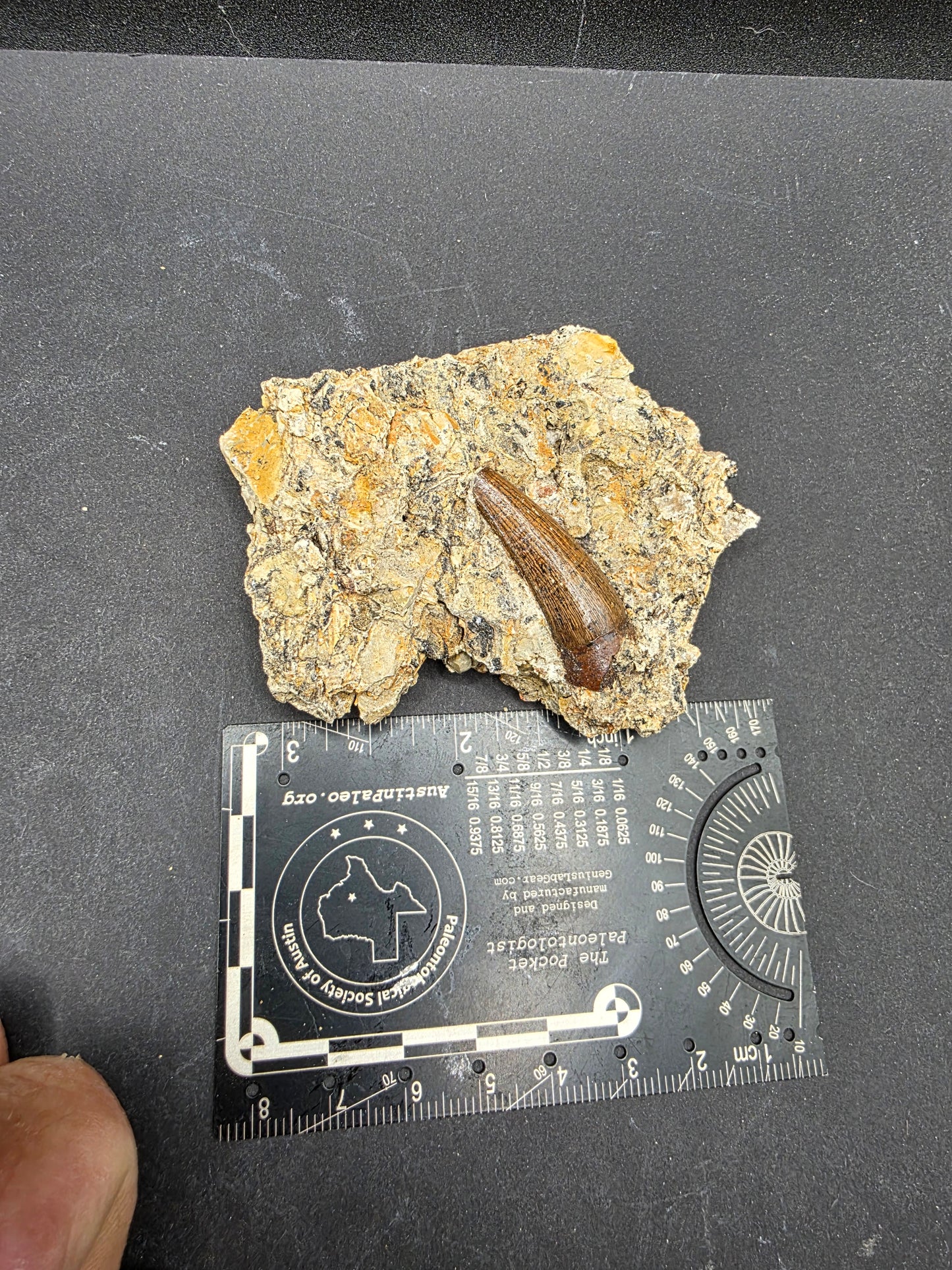 Crocodylomorph Tooth In Matrix-Texas