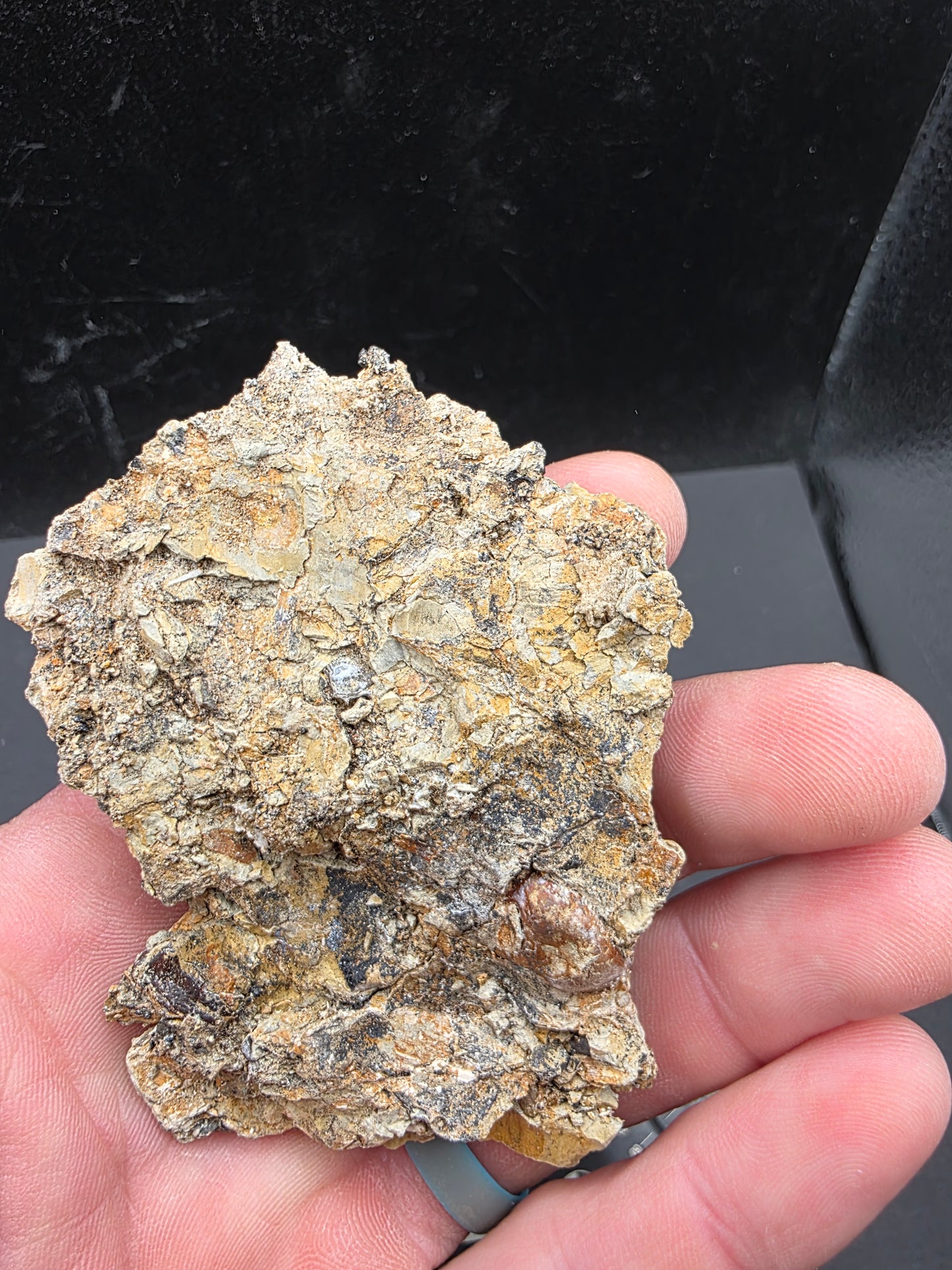 Crocodylomorph Tooth In Matrix-Texas