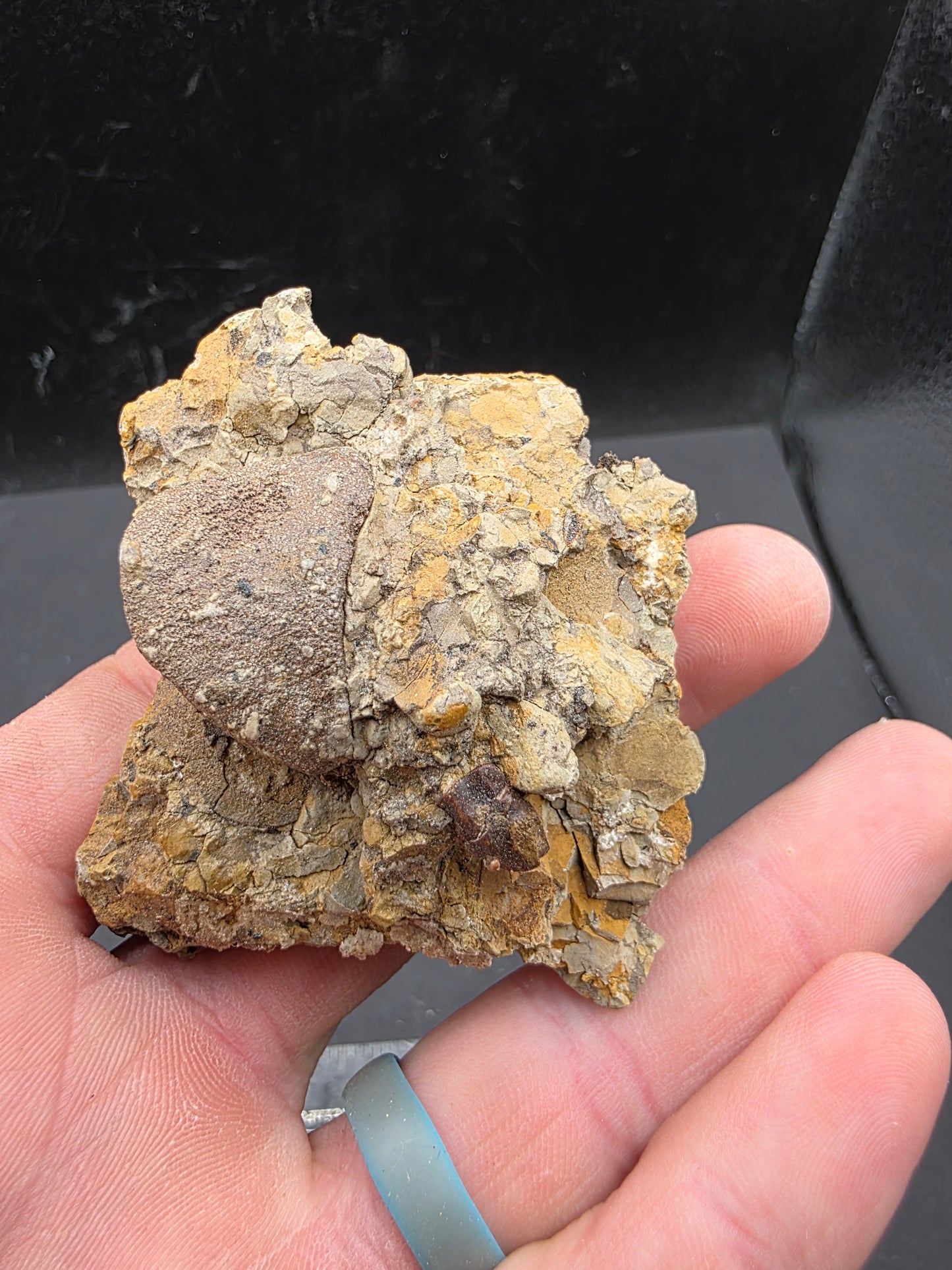 Hadrosaur Teeth and Phalanx in Matrix-Texas