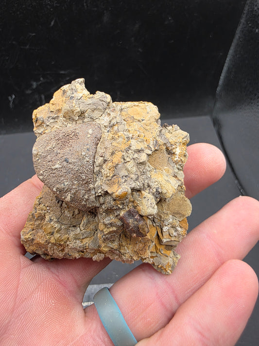 Hadrosaur Teeth and Phalanx in Matrix-Texas