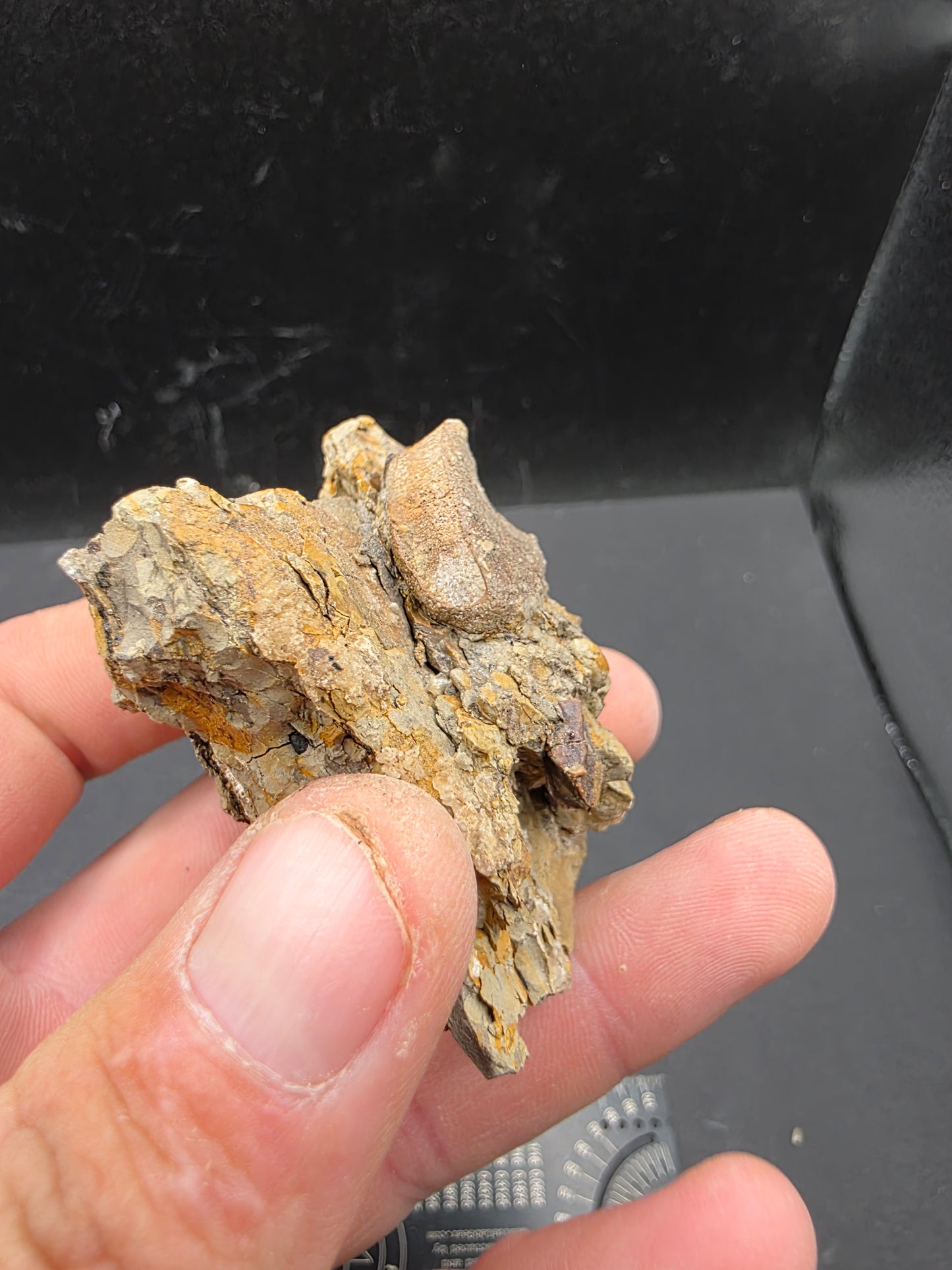 Hadrosaur Teeth and Phalanx in Matrix-Texas