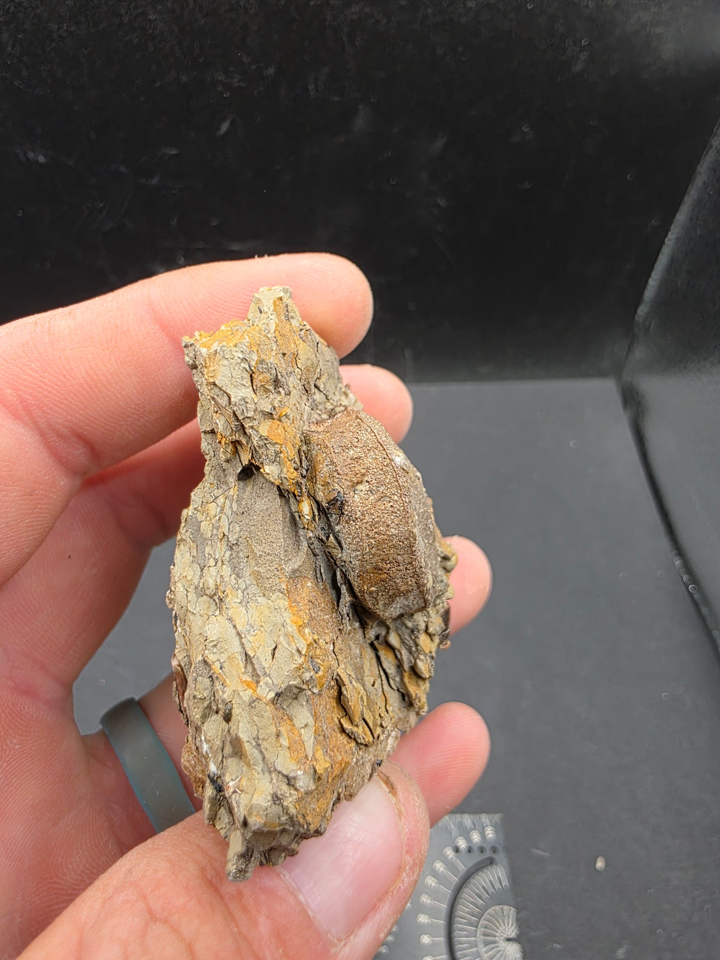 Hadrosaur Teeth and Phalanx in Matrix-Texas