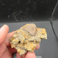 Hadrosaur Teeth and Phalanx in Matrix-Texas