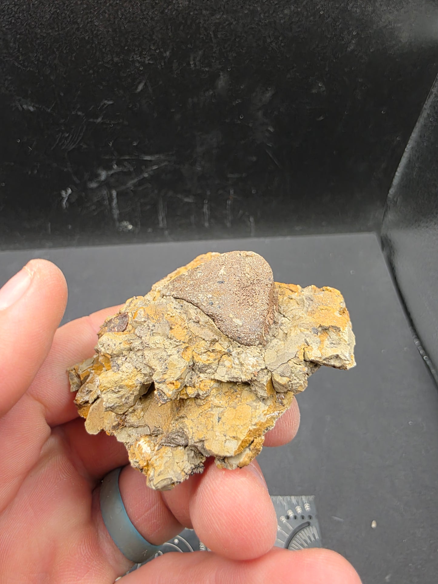 Hadrosaur Teeth and Phalanx in Matrix-Texas