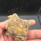 Hadrosaur Teeth and Phalanx in Matrix-Texas