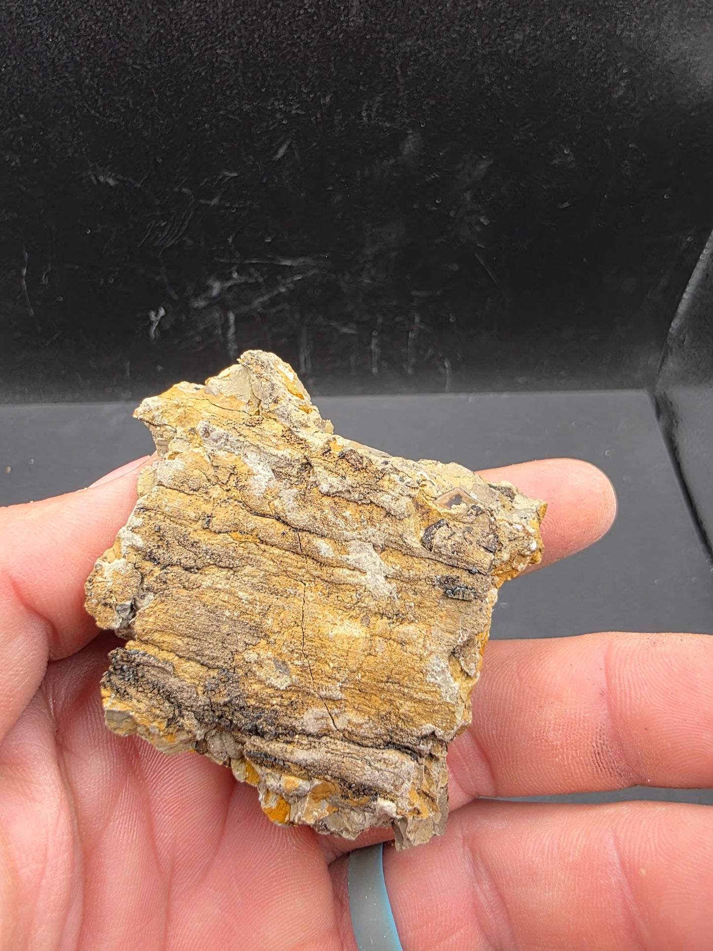 Hadrosaur Teeth and Phalanx in Matrix-Texas
