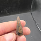 Crocodylomorph Tooth-Texas 03