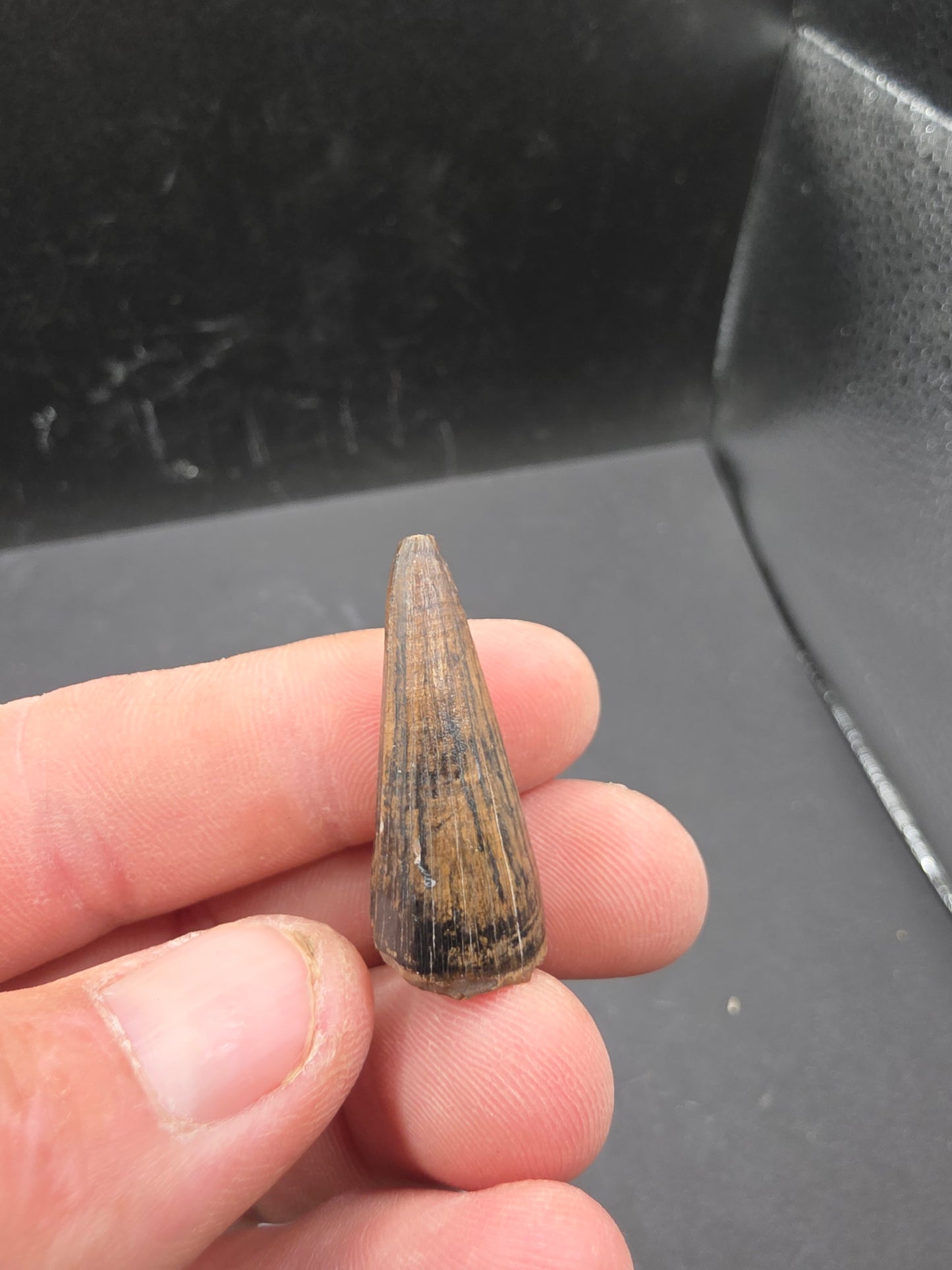 Crocodylomorph Tooth-Texas 03