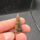Crocodylomorph Tooth-Texas 03