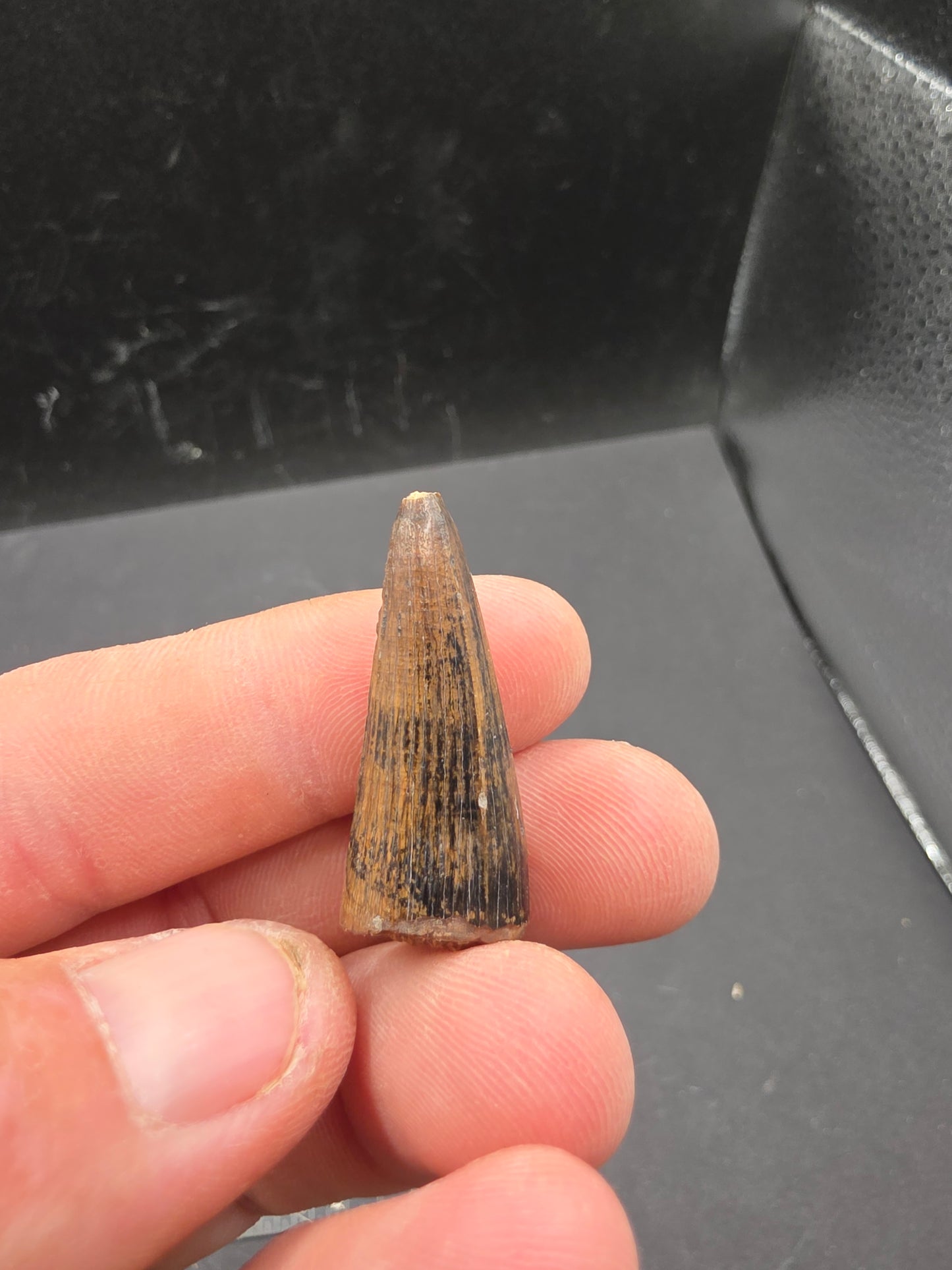 Crocodylomorph Tooth-Texas 03