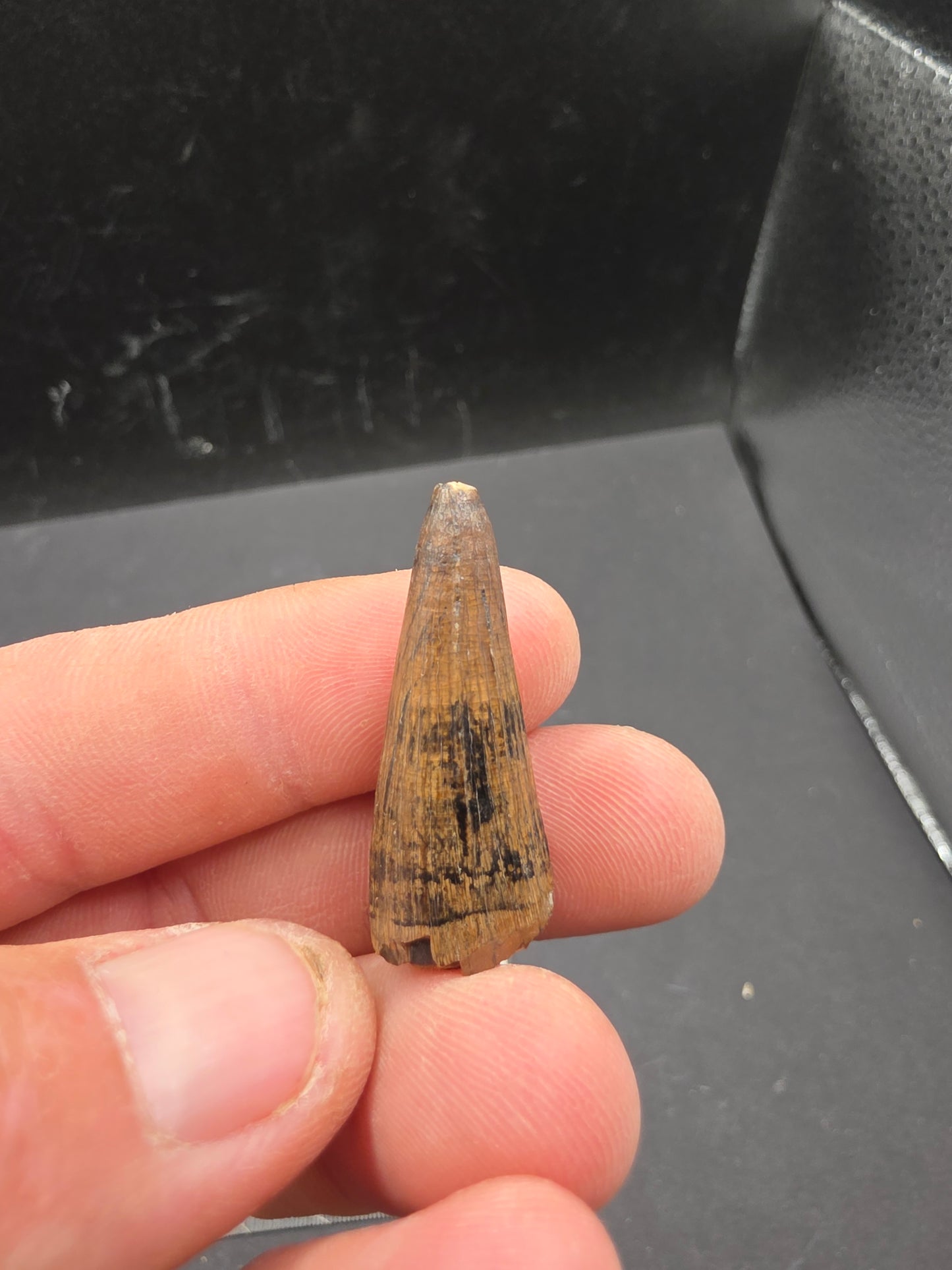 Crocodylomorph Tooth-Texas 03