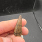 Crocodylomorph Tooth-Texas 03