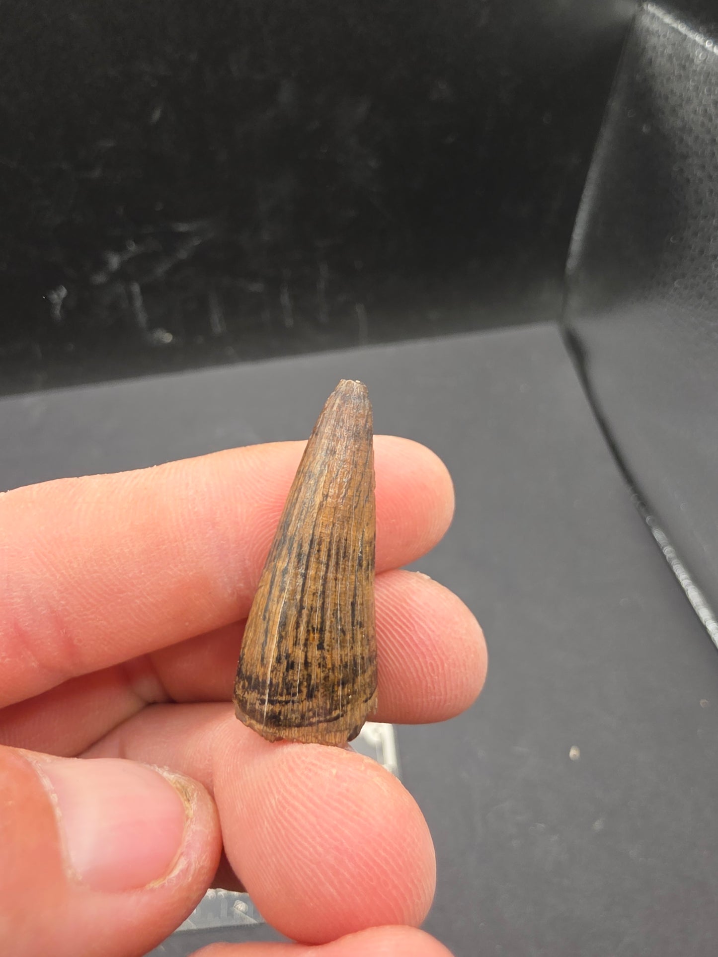 Crocodylomorph Tooth-Texas 03