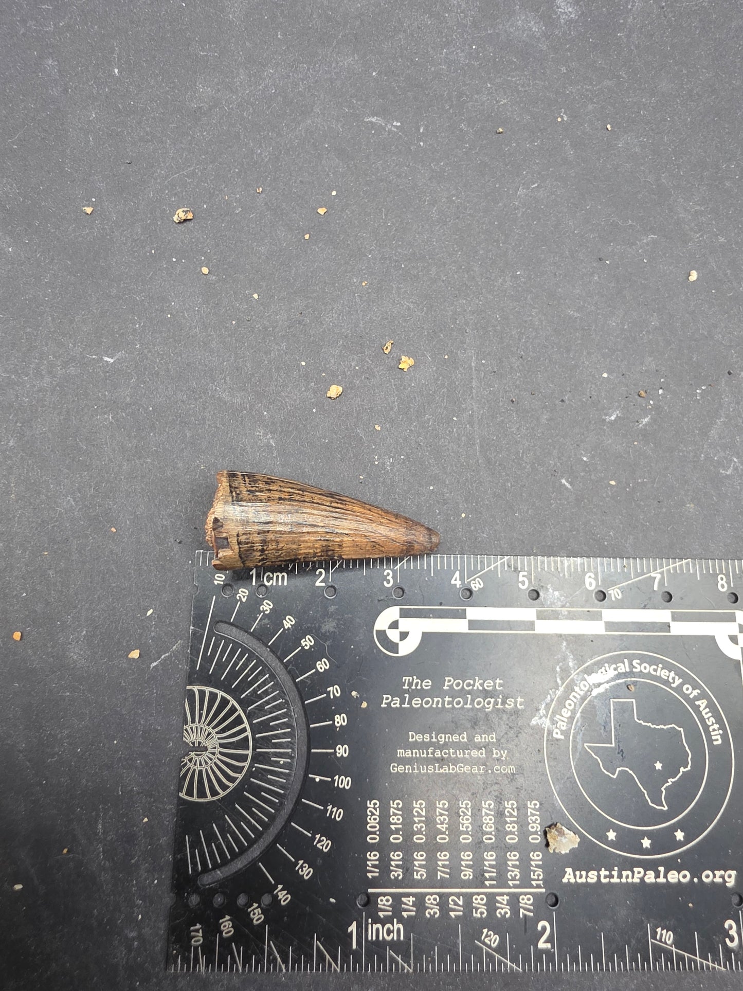 Crocodylomorph Tooth-Texas 03