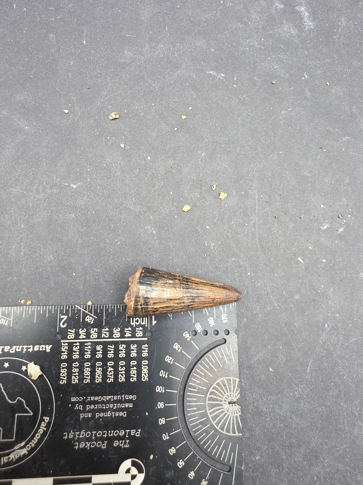 Crocodylomorph Tooth-Texas 03