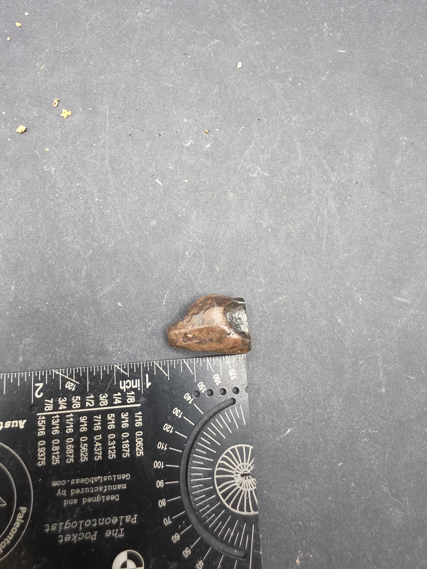 Ceratopsian Tooth(Agujaceratops?)-Texas 02