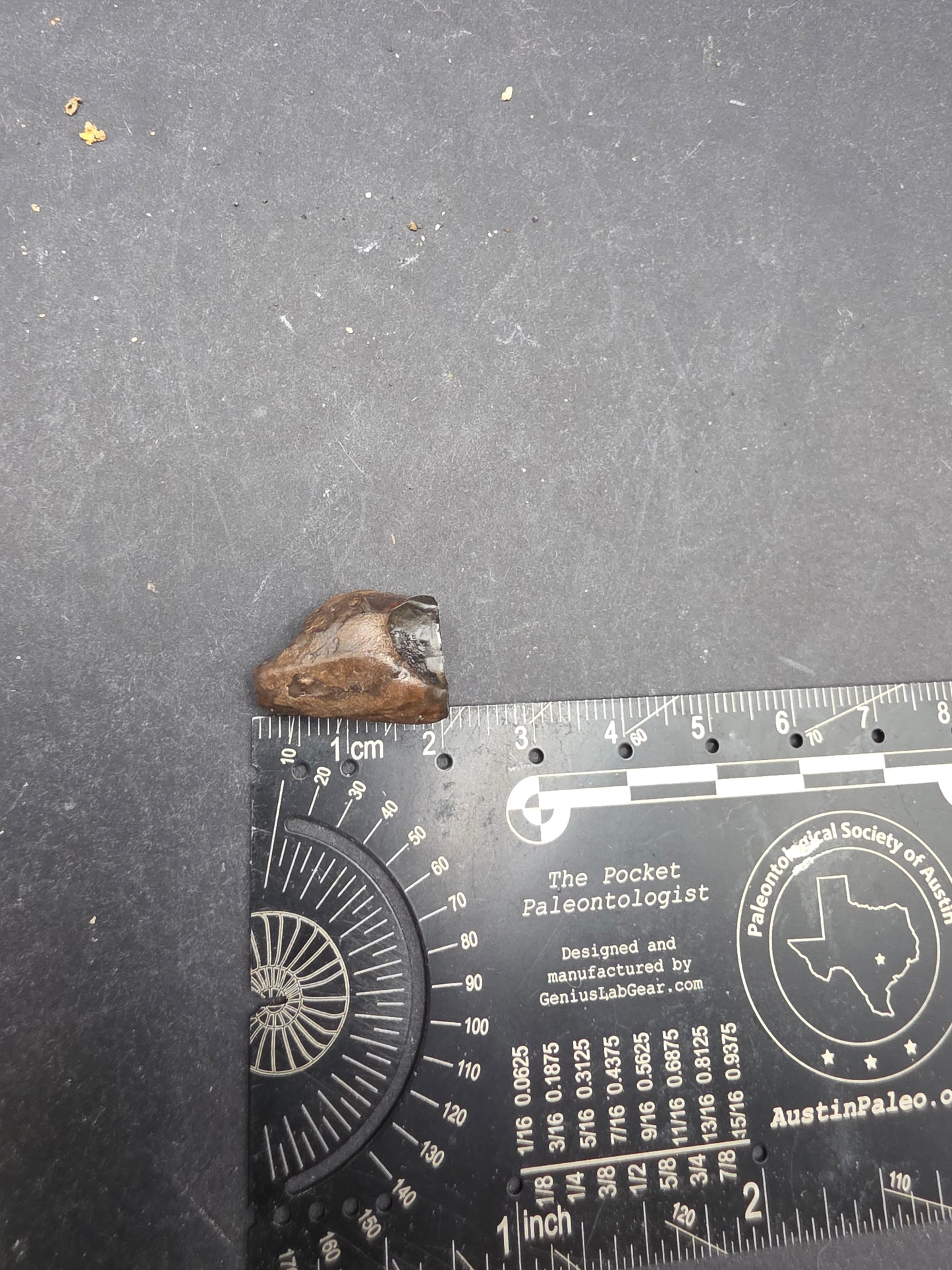 Ceratopsian Tooth(Agujaceratops?)-Texas 02
