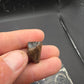 Ceratopsian Tooth(Agujaceratops?)-Texas 02