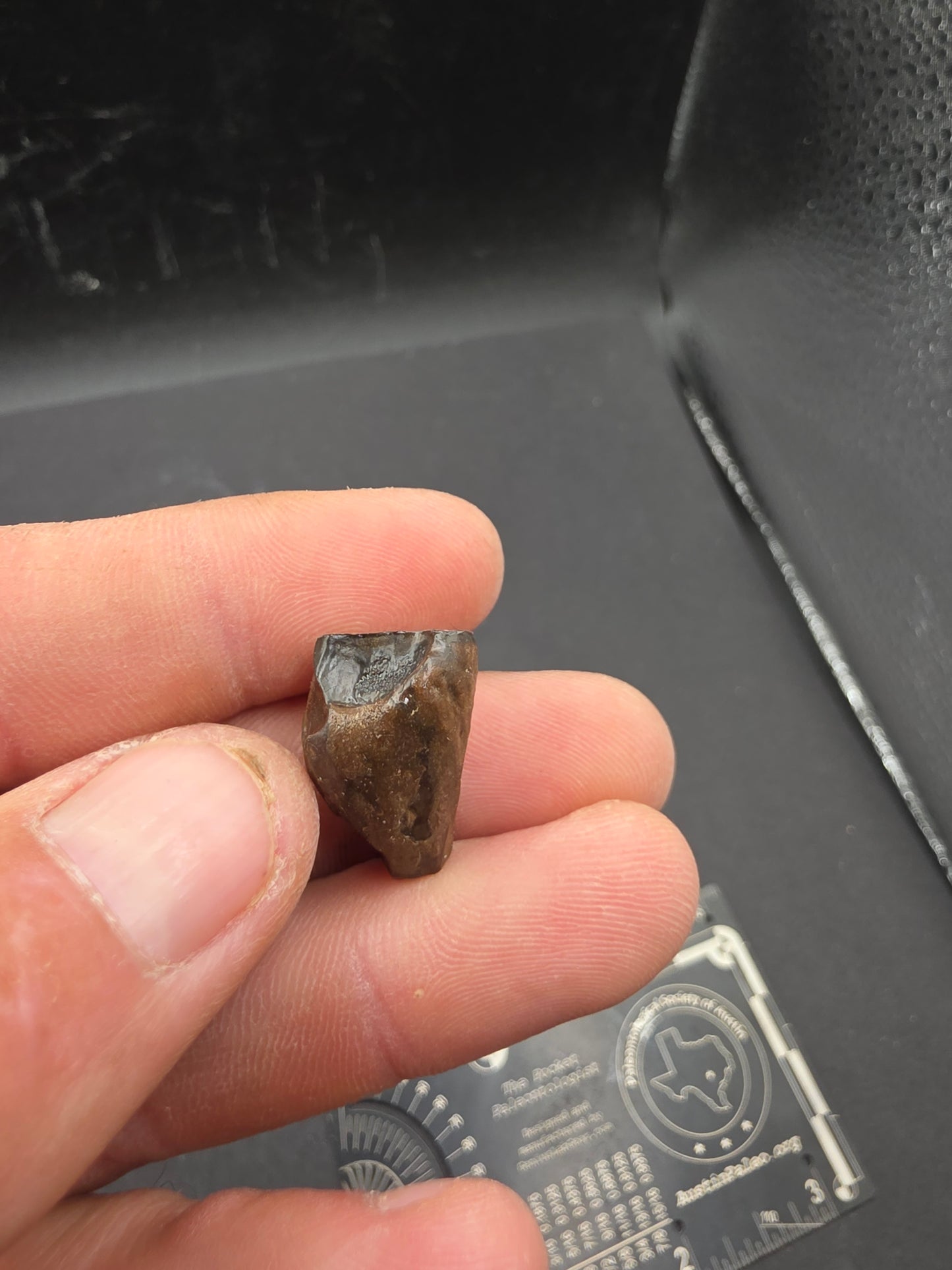 Ceratopsian Tooth(Agujaceratops?)-Texas 02