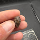 Ceratopsian Tooth(Agujaceratops?)-Texas 02