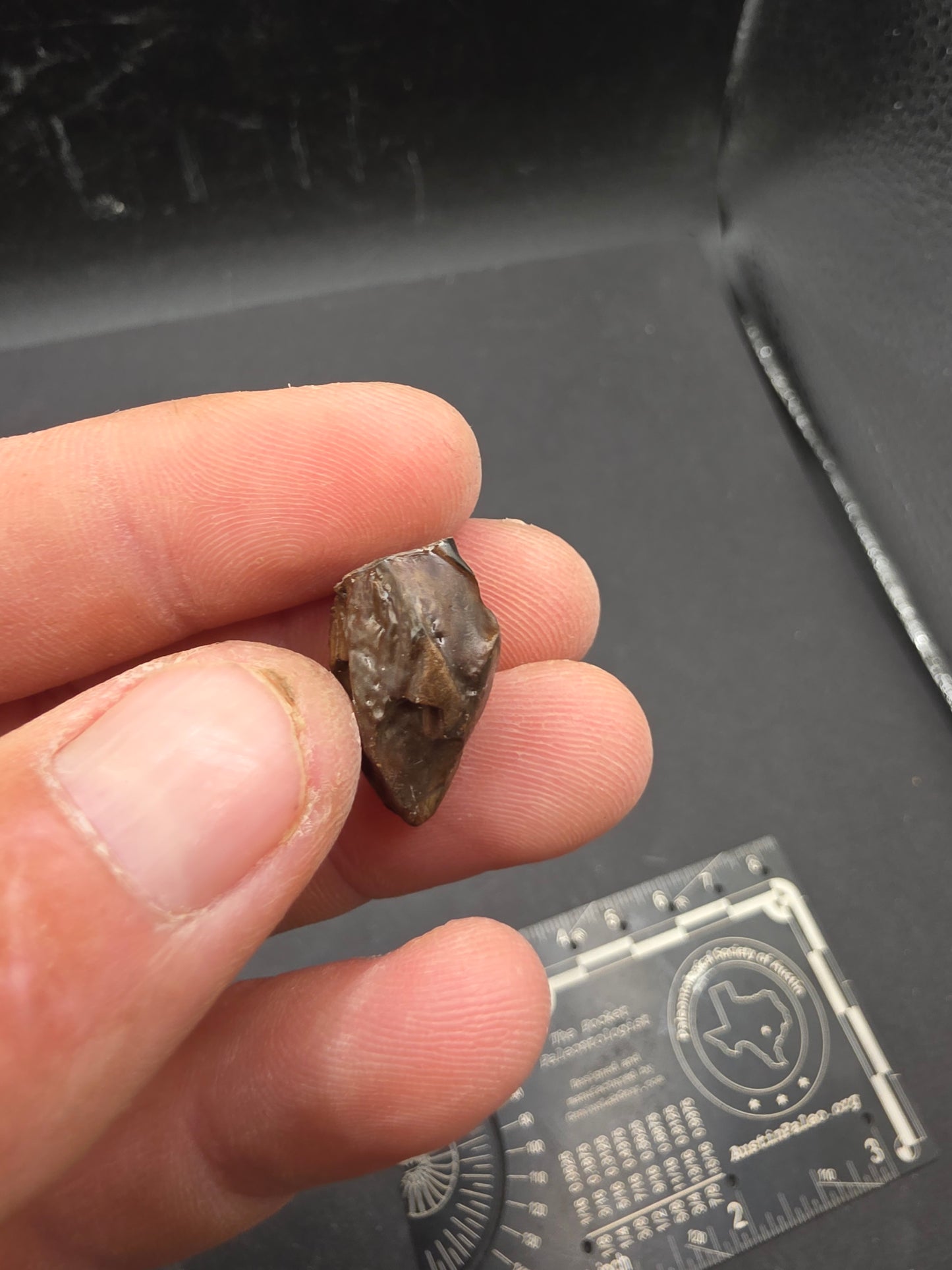 Ceratopsian Tooth(Agujaceratops?)-Texas 02