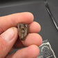 Ceratopsian Tooth(Agujaceratops?)-Texas 02