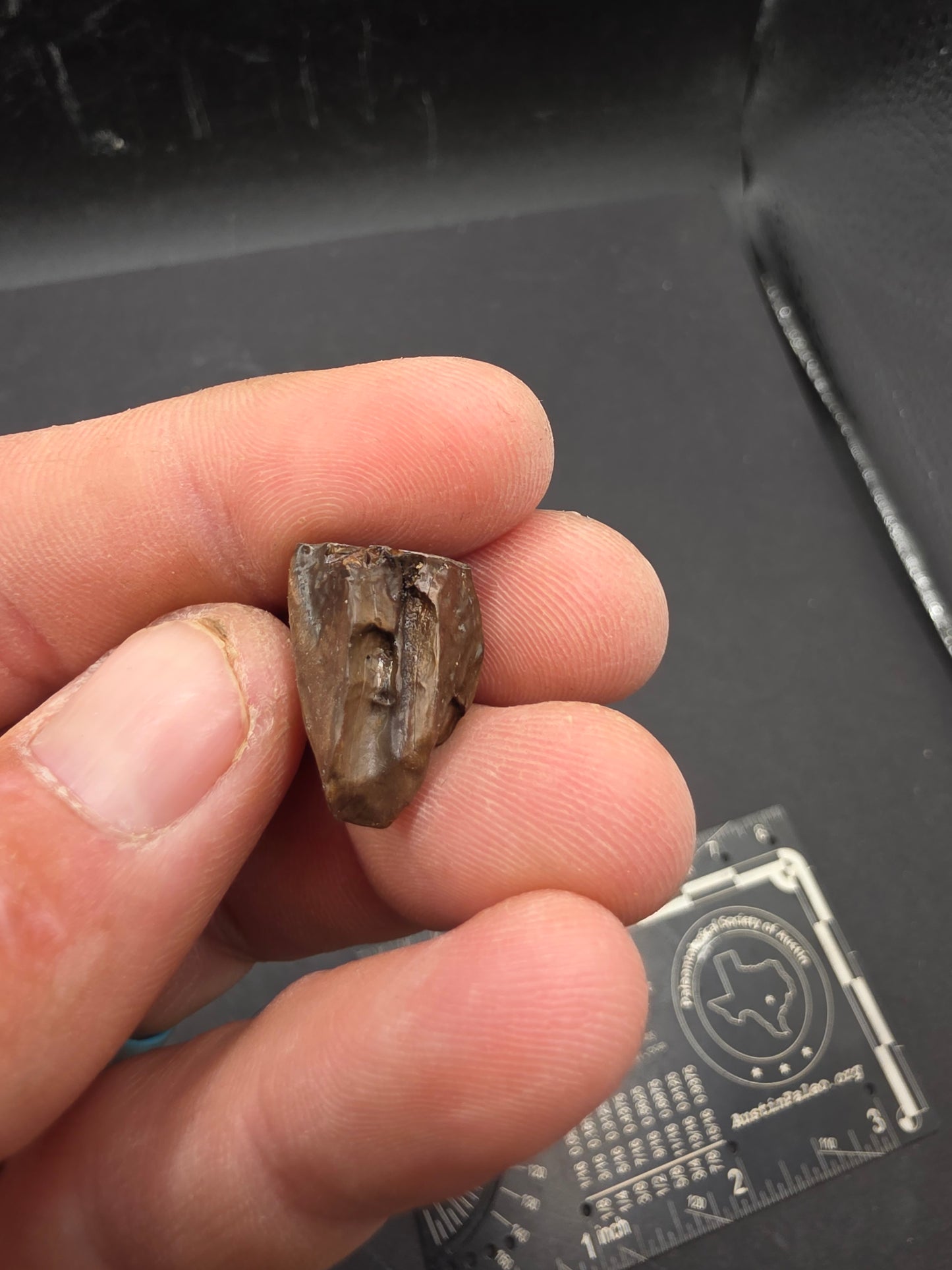 Ceratopsian Tooth(Agujaceratops?)-Texas 02