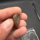 Ceratopsian Tooth(Agujaceratops?)-Texas 02