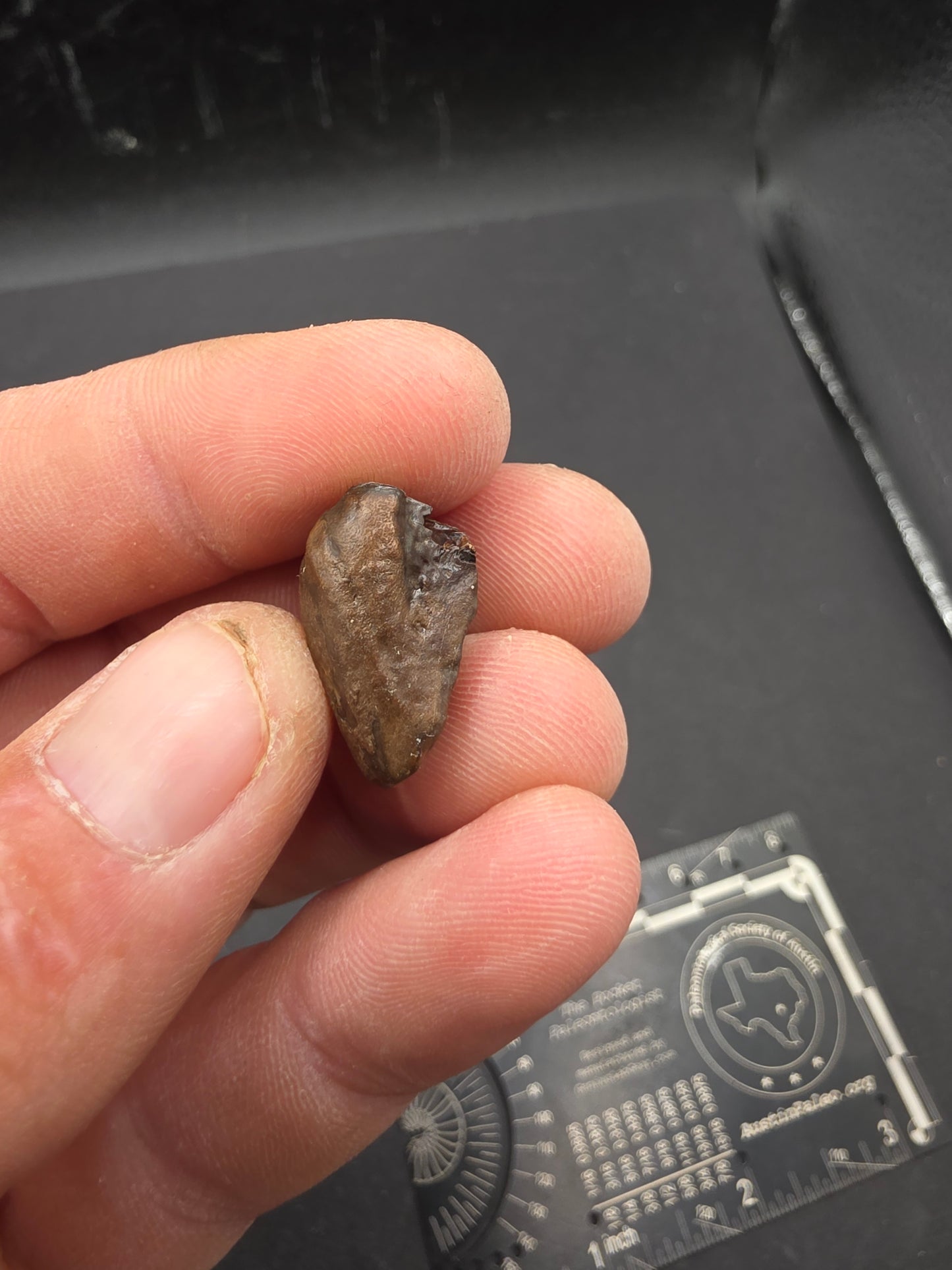 Ceratopsian Tooth(Agujaceratops?)-Texas 02