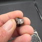 Ceratopsian Tooth(Agujaceratops?)-Texas 02