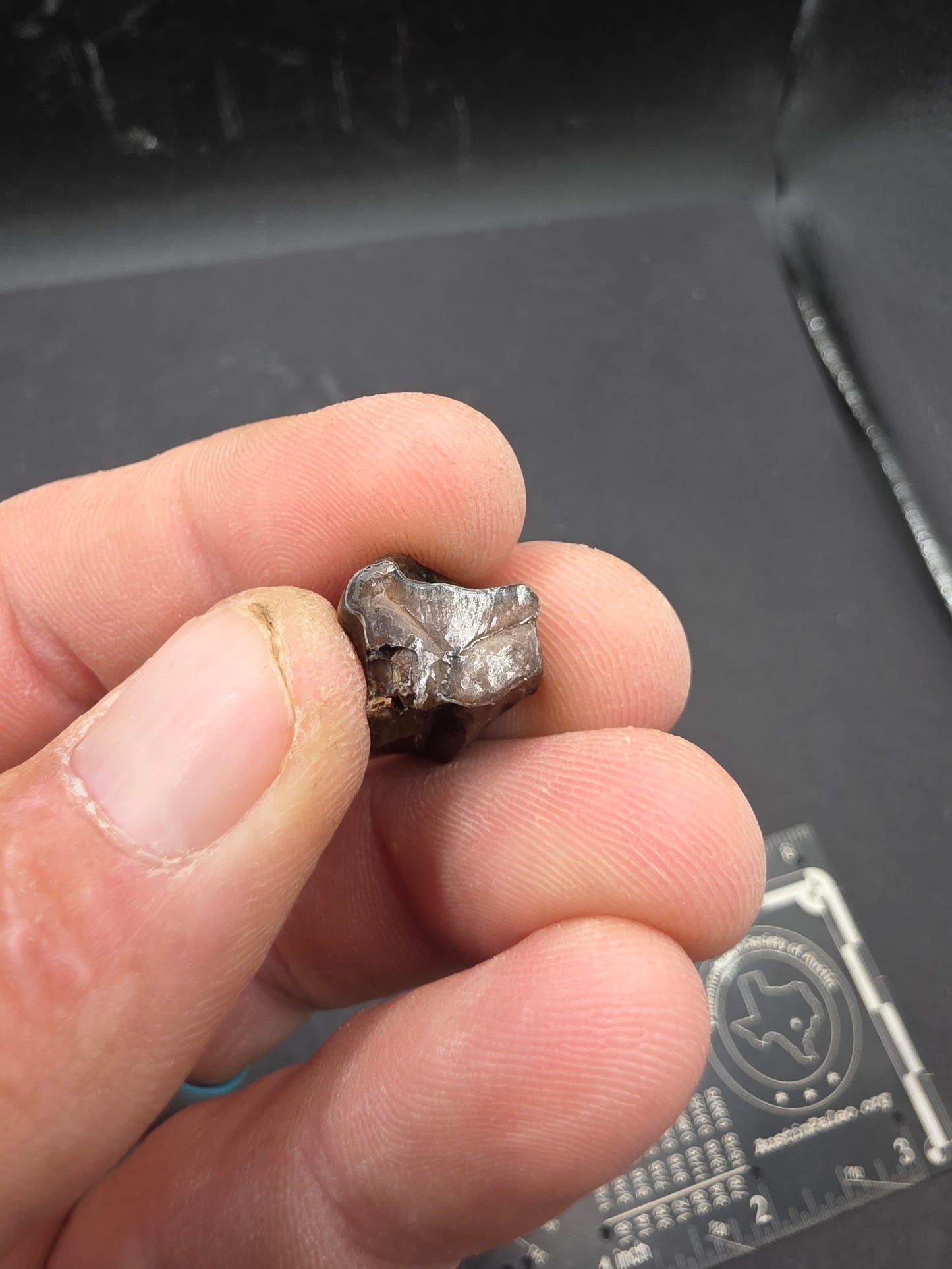 Ceratopsian Tooth(Agujaceratops?)-Texas 02