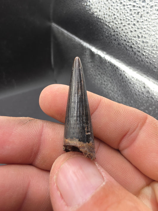Crocodylomorph Tooth-Texas 02
