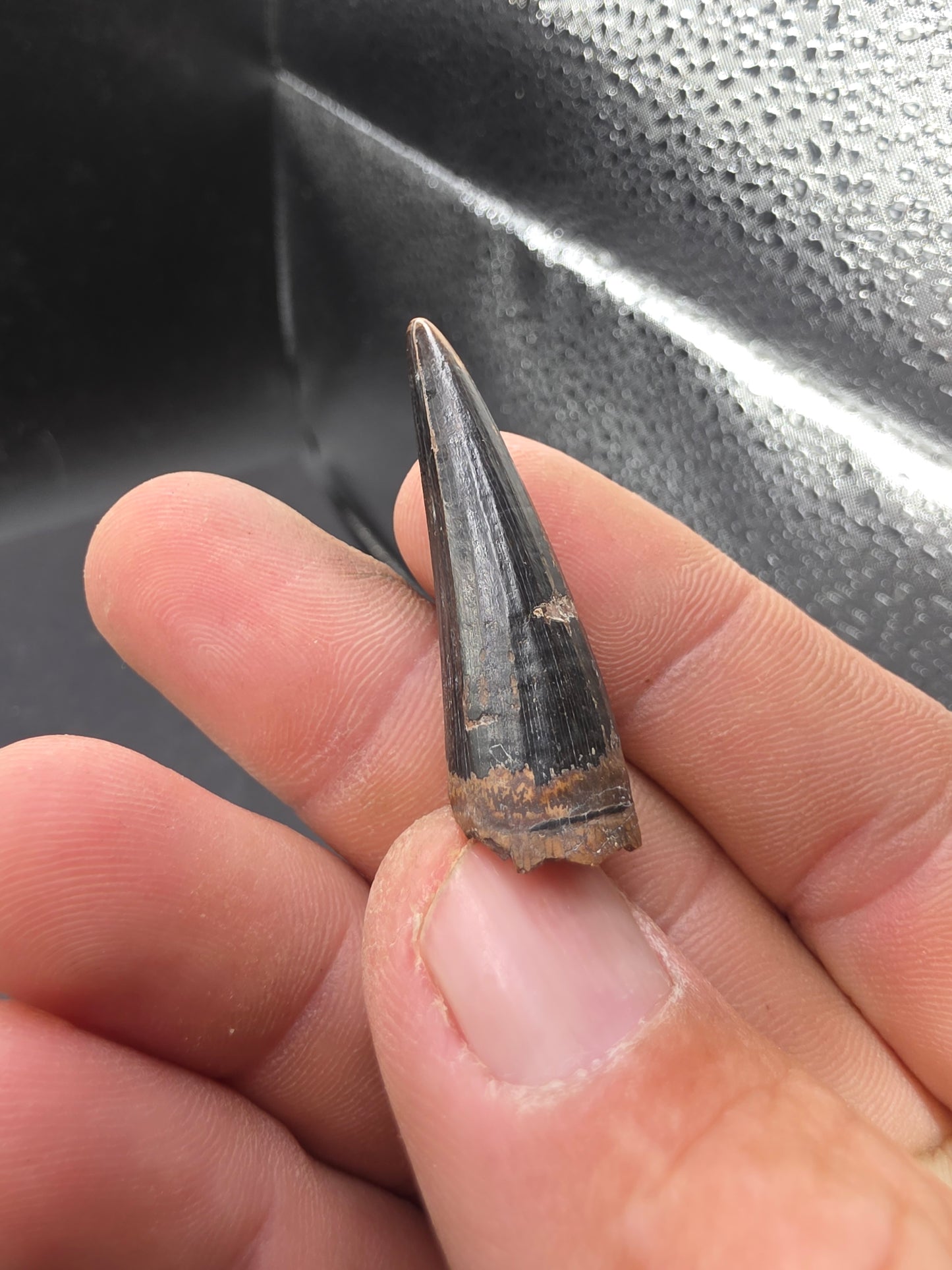 Crocodylomorph Tooth-Texas 02