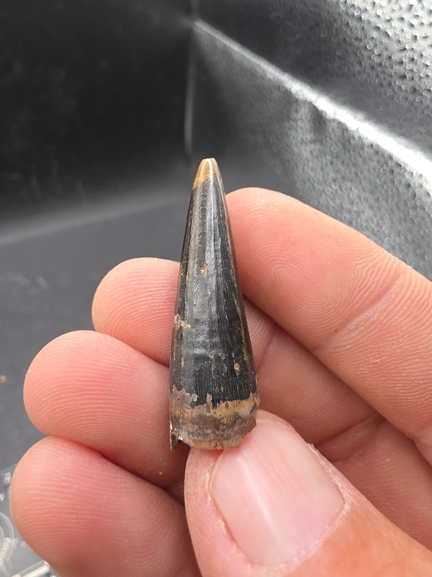 Crocodylomorph Tooth-Texas 02