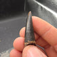 Crocodylomorph Tooth-Texas 02