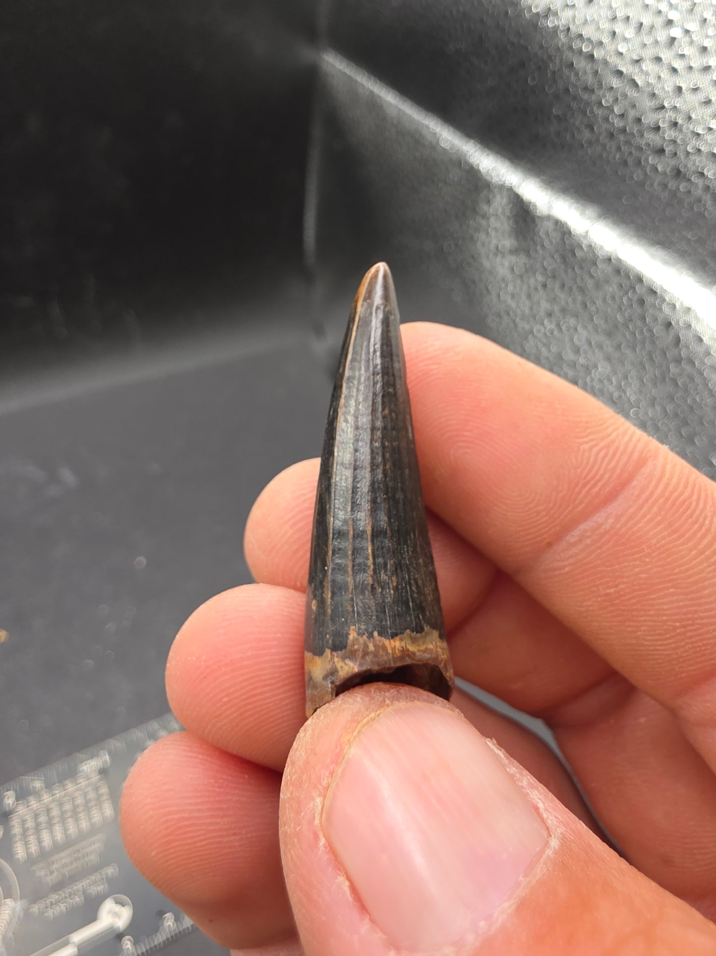 Crocodylomorph Tooth-Texas 02