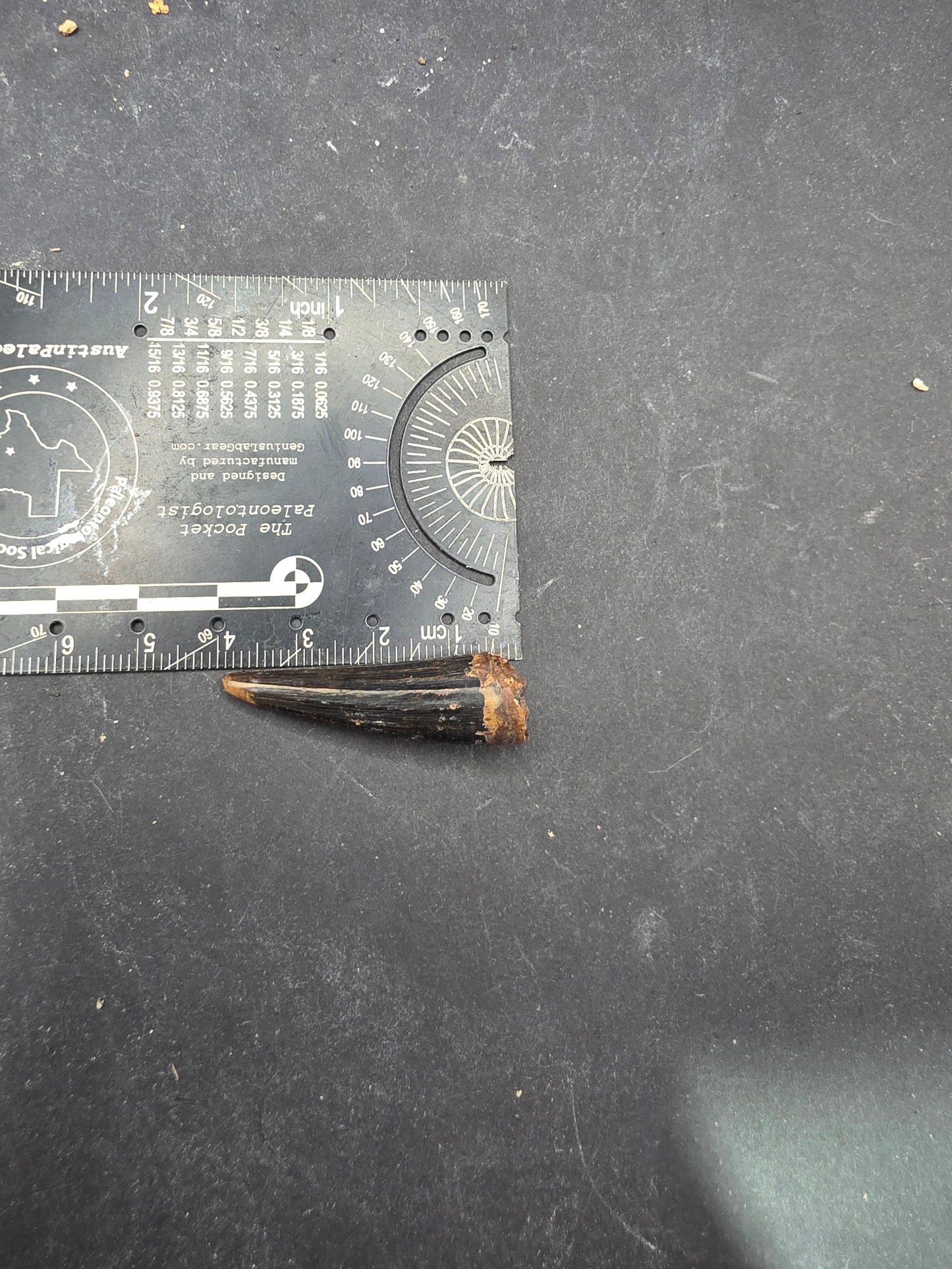 Crocodylomorph Tooth-Texas 02