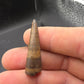 Crocodylomorph Tooth-Texas 01