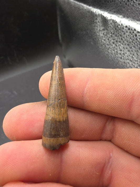 Crocodylomorph Tooth-Texas 01