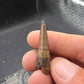 Crocodylomorph Tooth-Texas 01