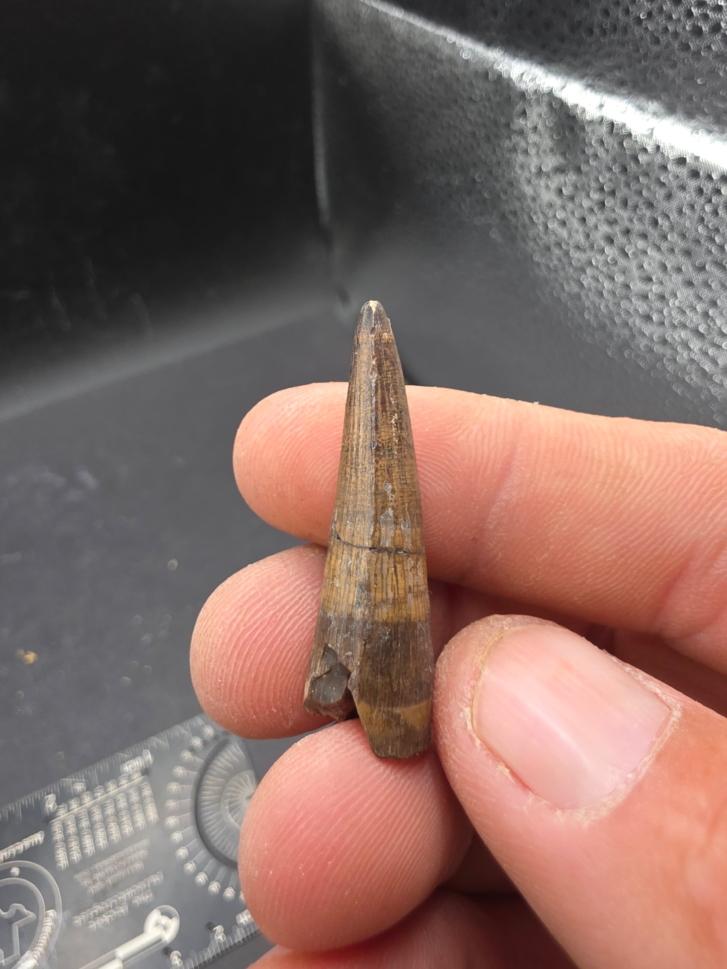 Crocodylomorph Tooth-Texas 01