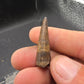 Crocodylomorph Tooth-Texas 01