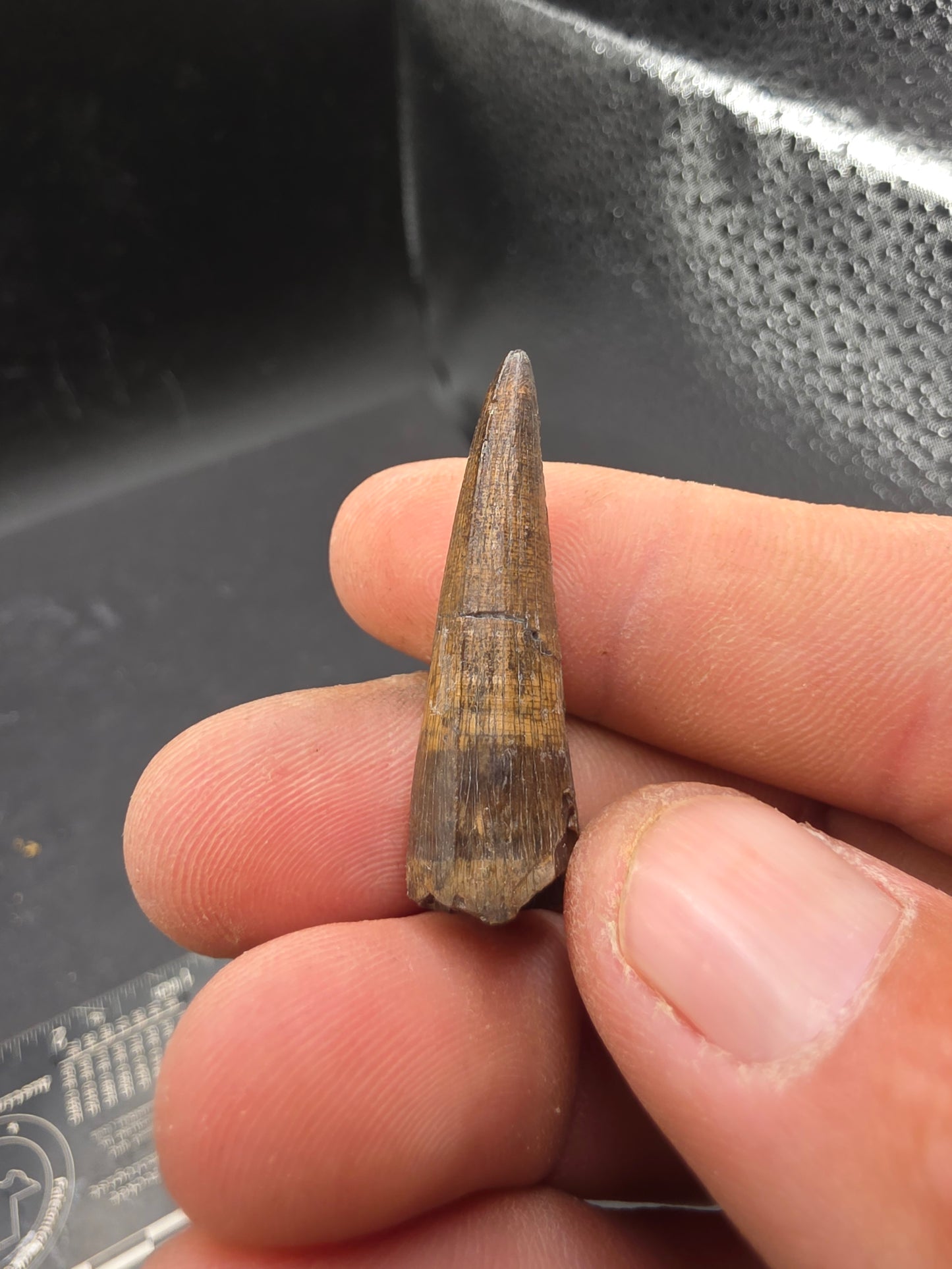 Crocodylomorph Tooth-Texas 01