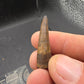 Crocodylomorph Tooth-Texas 01