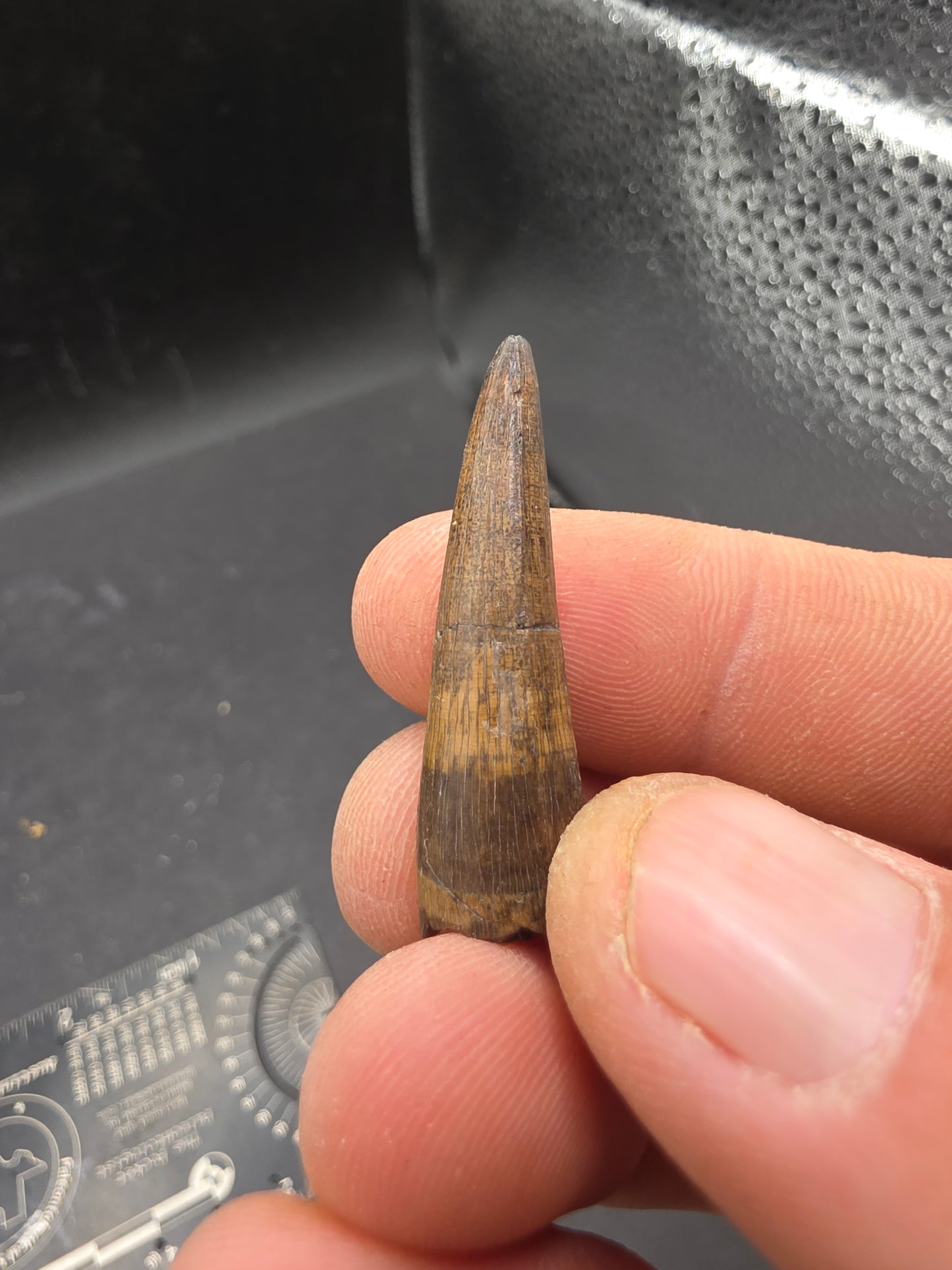 Crocodylomorph Tooth-Texas 01