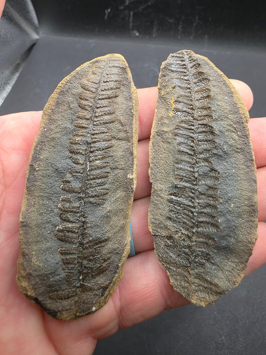 Crenulopteris acadica-Missouri 4