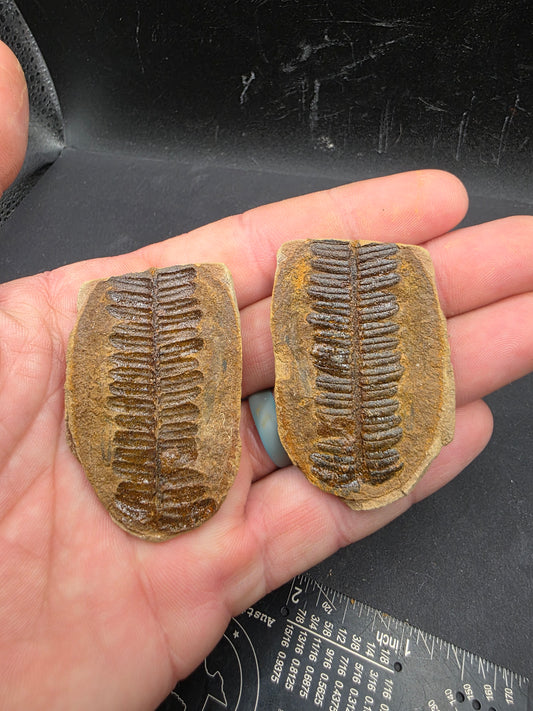 Crenulopteris acadica-Missouri 3