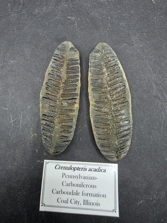 Crenulopteris acadica-Missouri 1