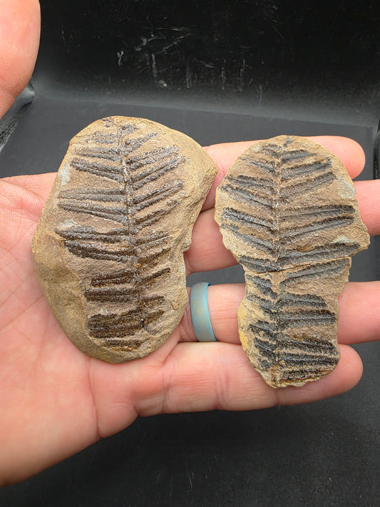 Laveineopteris rarinervis-Missouri 2